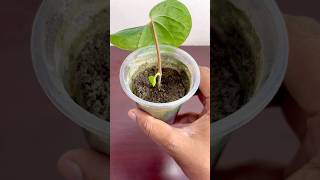 How to grow betel leaf plant from leaf  shorts betelleafplant yoytubeshorts shortsfeed [upl. by Joanne887]