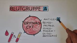 Vererbung der BLUTGRUPPEN wie MENDELT das  lessonsathome [upl. by Mide465]