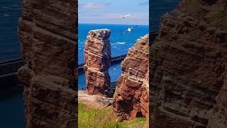 Lummenfelsen der Insel Helgoland Vogelfelsen [upl. by Lavud]