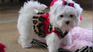 Teacup Maltese ADORABLE LOVING LORI Dallas Texas Maltese For sale [upl. by Keele]