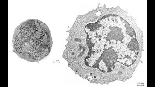 Le plasmocyte  BAC SVT [upl. by Pavel924]