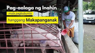 Pagaalaga ng Inahin Mula Pagbubuntis Hanggang Makapanganak [upl. by Philoo520]