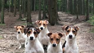 crazy JACK RUSSELL TERRIER Family 😂 [upl. by Sandye]