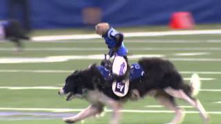 monkey riding a dog colts style [upl. by Chrisman]