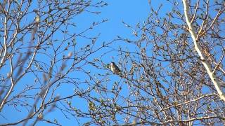 The siberian rubythroat song [upl. by Just]