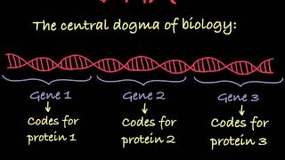 Introduction to Genetic Terminology [upl. by Deery343]