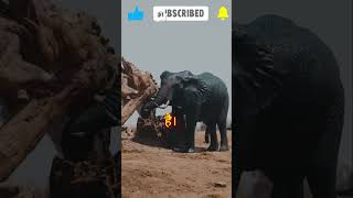 🐊 ये 5 जानवर हैं मौत के सौदागर  जानिए क्यों 💀shorts facts animals dangerous elephant yt [upl. by Akirderf]