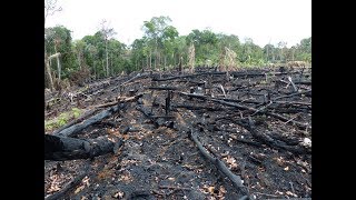 Deforestation Facts Causes amp Effects [upl. by Geibel]