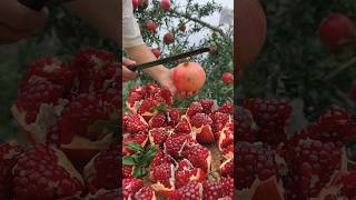 Amazing punica granatum cutting shortvideo facts garden [upl. by Crenshaw995]