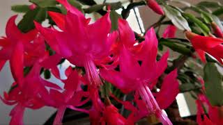 Schlumbergera truncata 2017 [upl. by Yleen617]