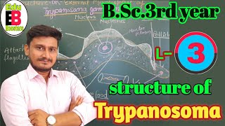 Structure of Trypanosoma  BSc3rd year zoology Trypanosoma Diagram [upl. by Novehc]