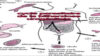 La BILHARZIOSE UROGENITALE  short shorts science health parasite medecine [upl. by Lajib]