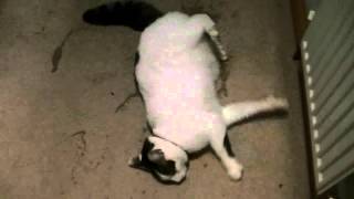 Cat having grand mal epileptic fit feline epilepsy seizure [upl. by Chor364]