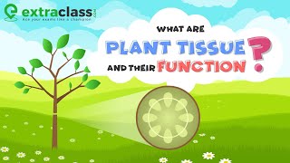 What are plant tissue and their function  Biology  Extraclasscom [upl. by Possing]