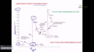 Light reaction of cyanobacteria [upl. by Mora]