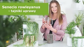 Senecio rowleyanus Starzec Rowleya Sznur Pereł – pielęgnacja przesadzanie i rozmnażanie [upl. by Leizar468]