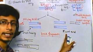 Properties of restriction enzymes [upl. by Chalmers]