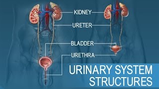 Anatomy and Physiology of Urinary System [upl. by Koser581]