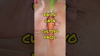 Idea brillante Cómo cultivar zanahoria en casa para nuestro autoconsumo  Gratis shortsvideo [upl. by Nitsed666]