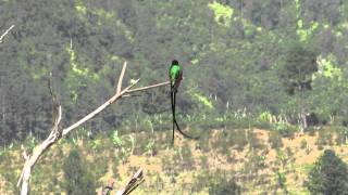 Redbilled Streamertail with a little tail action Jamaica [upl. by Rinaldo]