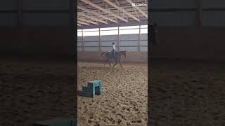 Slay Horse video Vikki is so fancy horse slomo Vikki mare slay Arab [upl. by Wiltshire39]