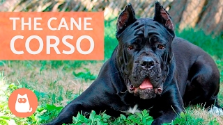 All About the CANE CORSO  Traits and Training [upl. by Nalid]