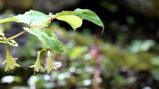 Wild Orchids of Ontario [upl. by Aridnere]