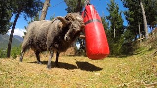 Angry Ram destroys a punching bag [upl. by Rodama830]