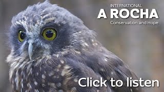 Morepork  Mt Karioi North Island [upl. by Noreen]