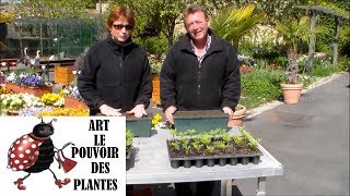 JardinageSemis doeillet dinde comment faire un semis [upl. by Assirt]