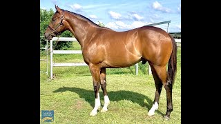 Magic Millions 2024 Gold Coast Yearling Sale  Lot 295 Toronado x Theorize colt [upl. by Attelrak]