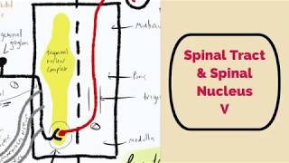 Spinal nucleus and the sensory tract of CN V [upl. by Namlaz373]