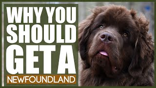 5 Reasons Why YOU SHOULD Get A NEWFOUNDLAND [upl. by Luiza]