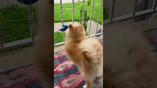 Pomeranian’s strict No Birds policy dog funny pomeranian birds toy happy puppy love share [upl. by Hales]