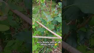 shortsvideoTravelling AraTravel Vlog 2023PayagalaDo apple trees grow in Sri Lanka [upl. by Abbe]