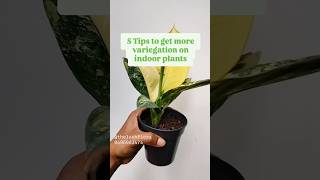 Five tips to get more variegation on indoor plants variegatedplants variegated syngoniumalbo yt [upl. by Rhianna359]