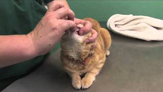 How to pill a cat [upl. by Sayer]