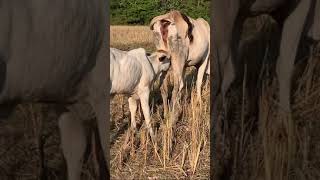 BabyOx Breastfeeding  Animal Breastfeeding  Animal Welfare [upl. by Perot]