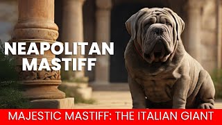 Neapolitan Mastiff [upl. by Hguh]