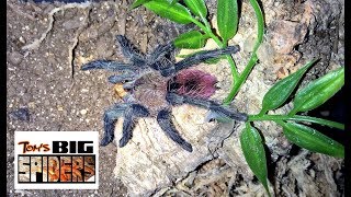 Thrixopelma ockerti quotPeruvian flame rumpquot Update and Care [upl. by Felecia113]