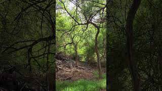 tallgrass nature thefrugallifewithmercedes naturewalk trees shrubs ivy moss walkinthewoods [upl. by Juno]