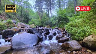 BEAUTIFUL NATURAL RIVER VERY CALMING NATURAL ATMOSPHERE WITH RIVER WATER FLOW NATURE VIDEO 1080 [upl. by Ramo]