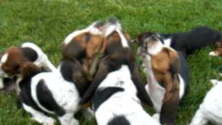 Basset Hound puppies howling [upl. by Eednahs]