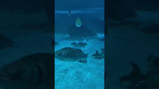 Fish and Stingrays at Marineland Mallorca [upl. by Wahlstrom]