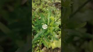 কেশরাজEclipta prostratafalse daisy nature beautiful beauty amazing village bangladesh love [upl. by Mukerji595]