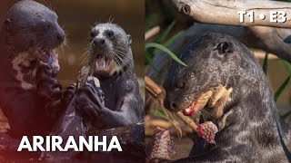 ARIRANHA  UMA INCRÍVEL CAÇADORA  O SECRETO MUNDO ANIMAL T1 • E3 [upl. by Dianemarie]