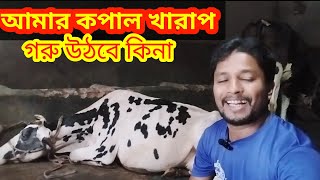 গরু উঠে দাঁড়াতে না পারলে কি করবেন জেনেনিন। গরু শুয়ে পড়লে চিকিৎসা পদ্ধতি ব্যবহার 😭😭😭 [upl. by Callie]