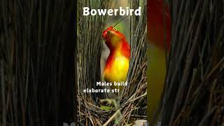 Bowerbird kids birds naturelearning colorfulbirds animalfacts facts marinelifewonders [upl. by Atalee]