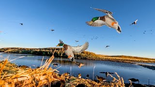 TINY FARM POND DUCK HUNT Limit Clean and Cook [upl. by Morville]