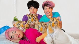 SURPRISING BESTFRIEND WITH BABY TIGERS [upl. by Yrovi973]